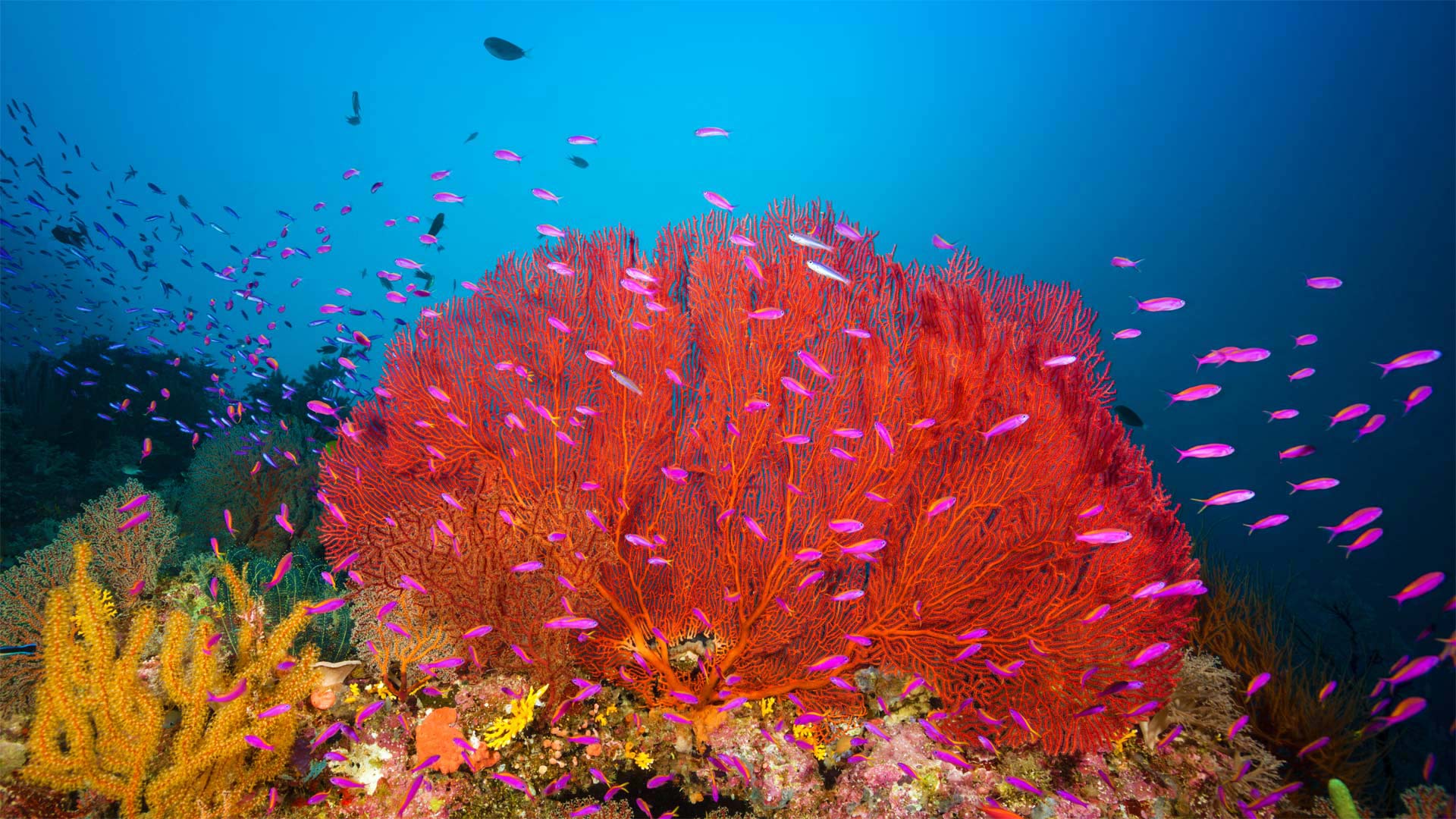 马罗沃泻湖中的珊瑚礁